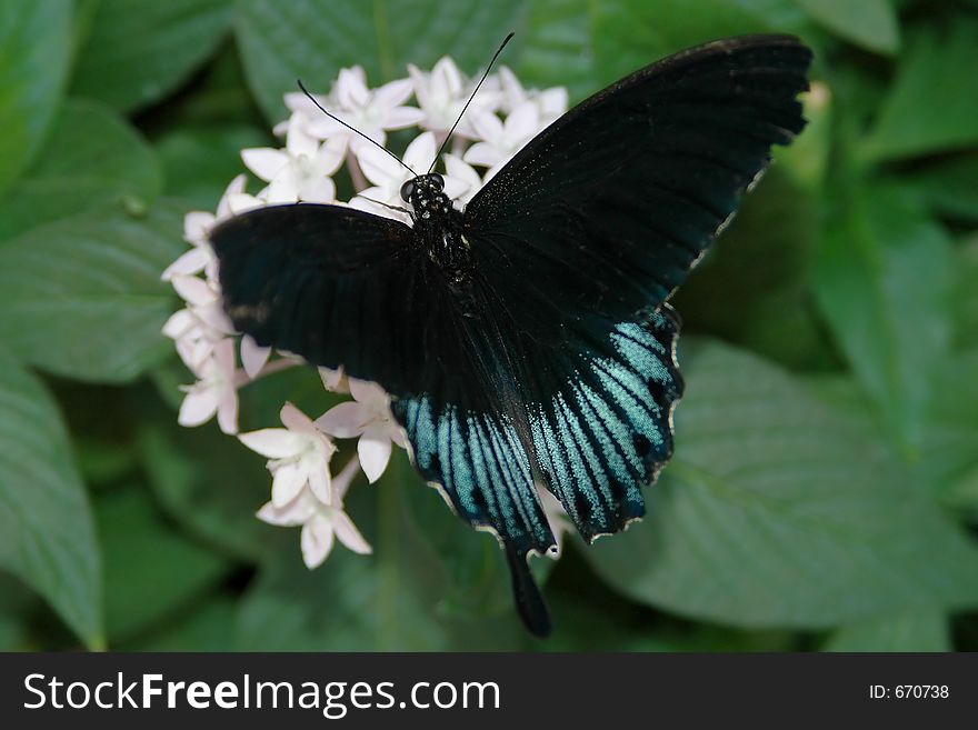 Mormon (papilio) on white flowers close-up. Mormon (papilio) on white flowers close-up