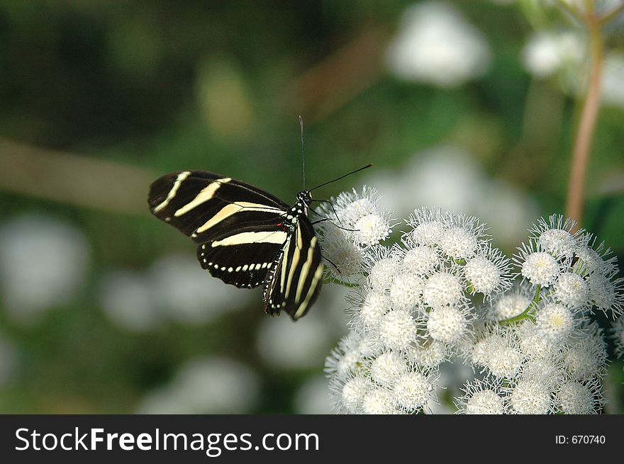Heliconius on white flowers close-up