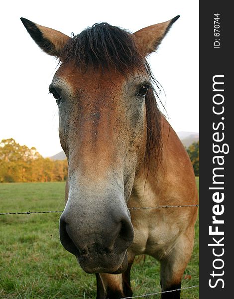 Horse in Cades Cove. Great Smoky Mountains. Horse in Cades Cove. Great Smoky Mountains