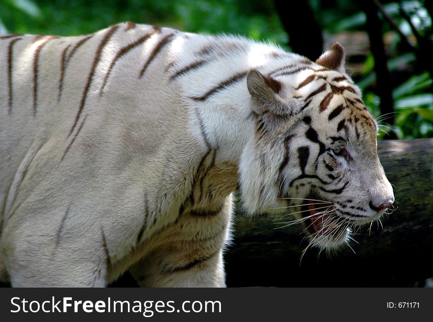A White Tiger. A White Tiger