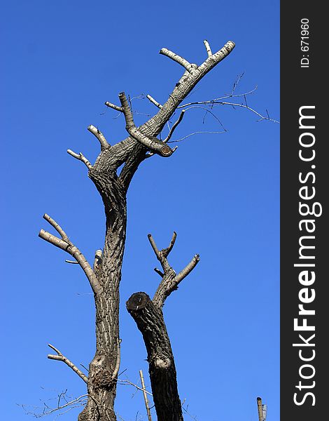 The image of a dry tree on a background of the dark blue sky. The image of a dry tree on a background of the dark blue sky