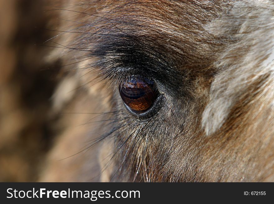 Eye of a camel close-up. Eye of a camel close-up
