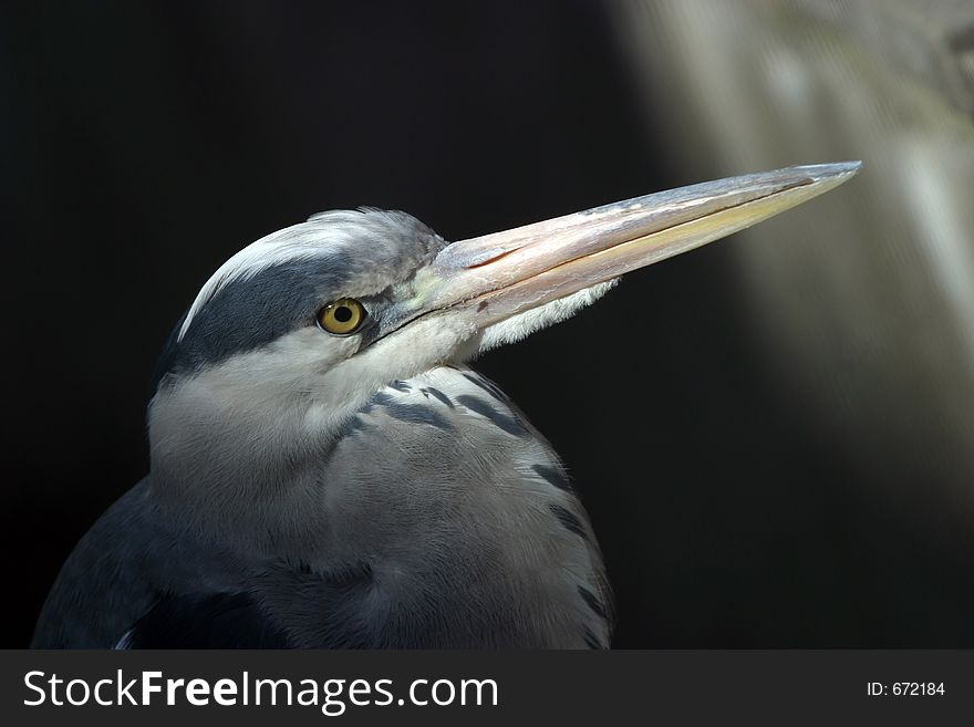 Portrait of a heron