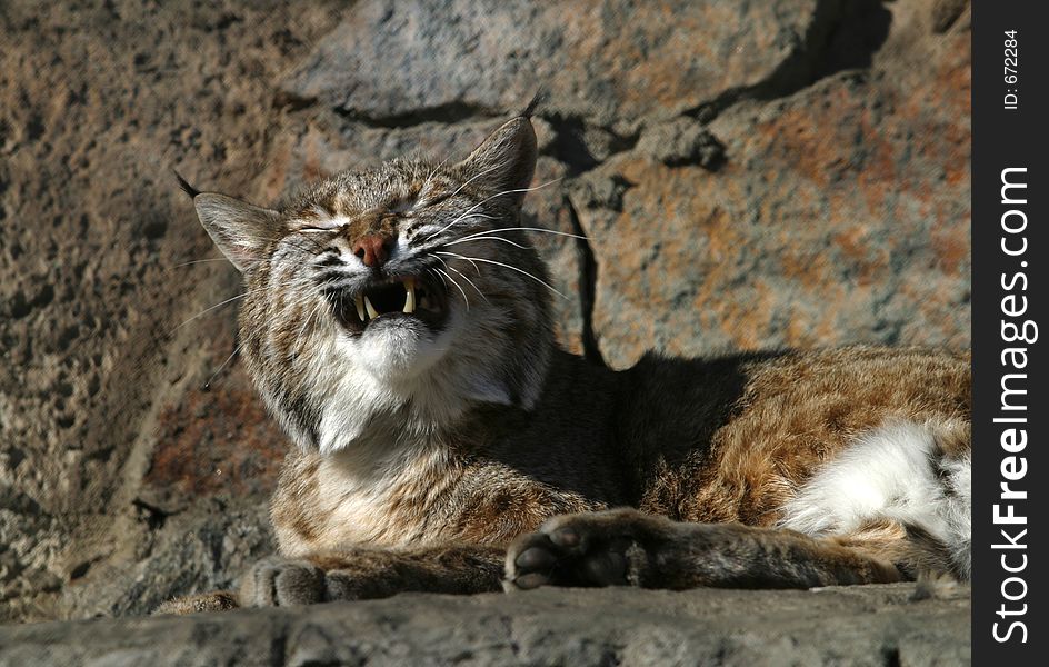 The image of a Wild cat with an open mouth. The image of a Wild cat with an open mouth