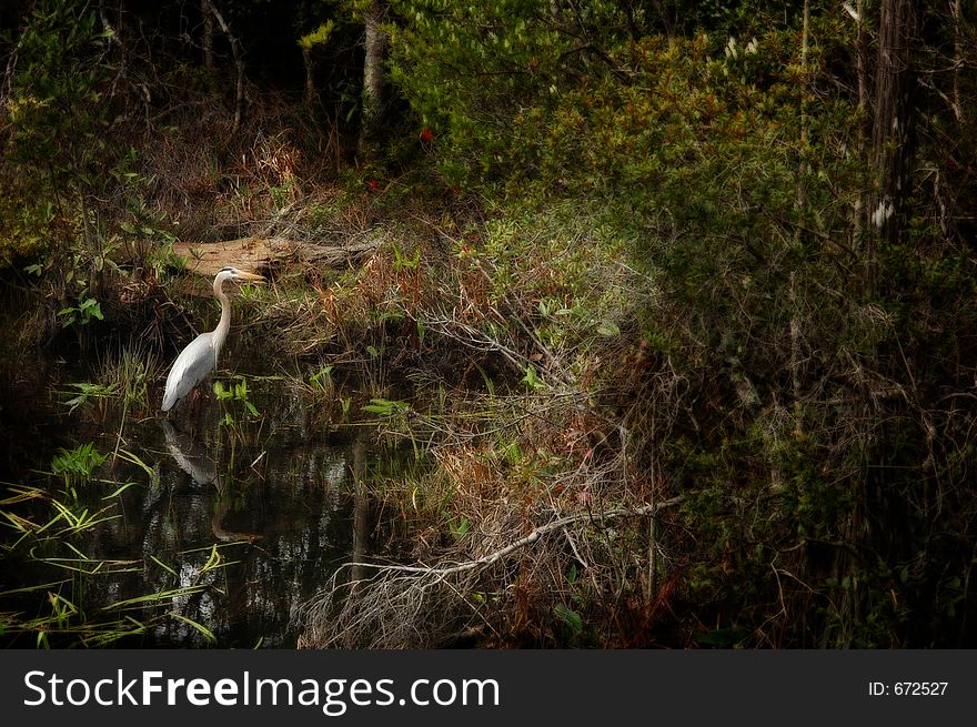 Great Blue Heron in thick foliage