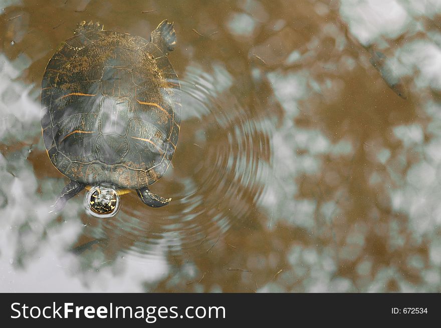 Large box turtle looking up at photographer while floating. Large box turtle looking up at photographer while floating