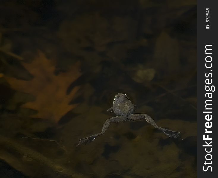 Spring Peeper frog in mating pool floating