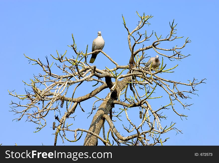 Two wood pidgeons sitting in a sunny bare tree with bright blue sky behind. Two wood pidgeons sitting in a sunny bare tree with bright blue sky behind