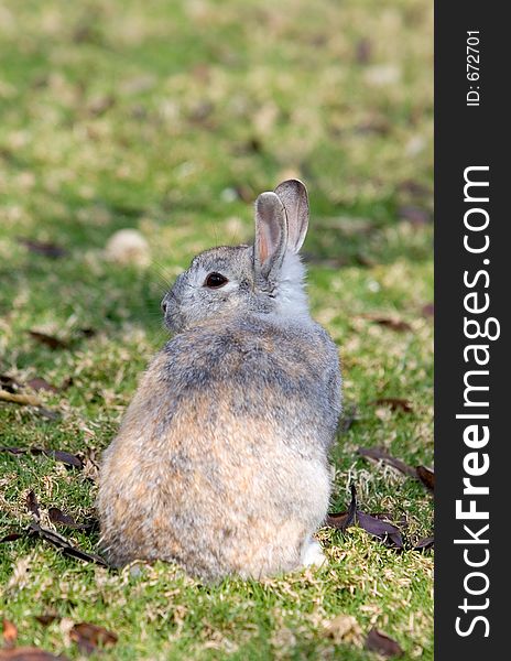 Very fluffy, furry, cute and grey bunny rabbit in a grassy field. Very fluffy, furry, cute and grey bunny rabbit in a grassy field