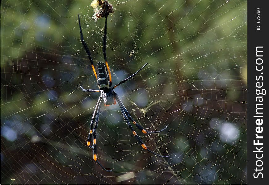 Spider on the web,web, green blured background,