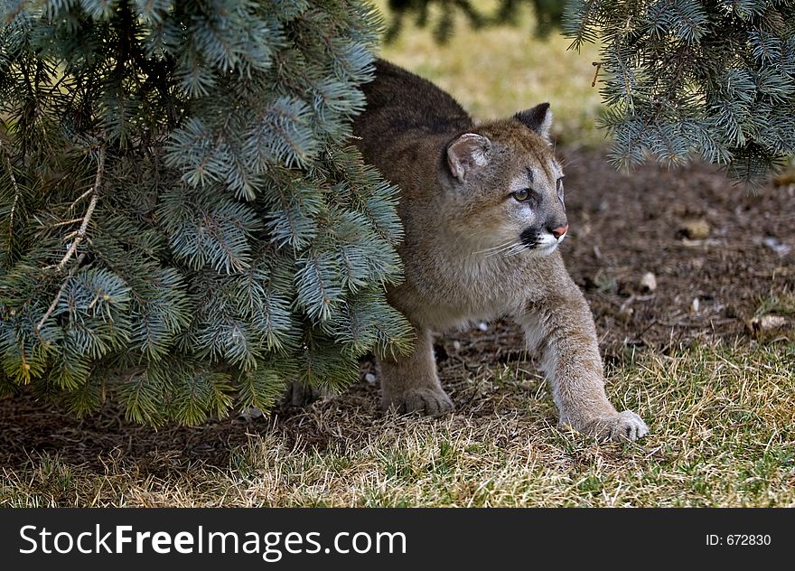 Young Mountain lion (Felis Concolor) creeps out from under a tree. Young Mountain lion (Felis Concolor) creeps out from under a tree