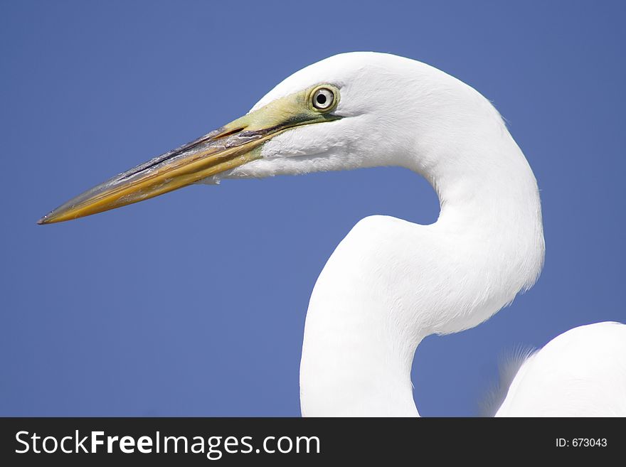 Great egret, FL