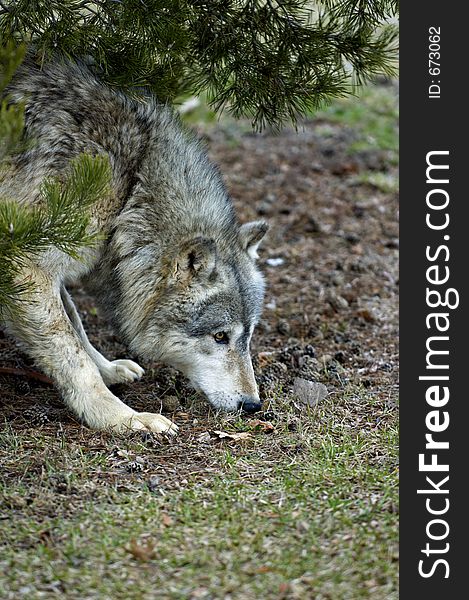 Timber Wolf (Canis Lupus) Sniffs In Grass