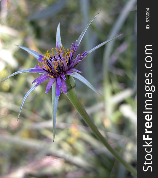 Flower in the family of Compositae. Flower in the family of Compositae