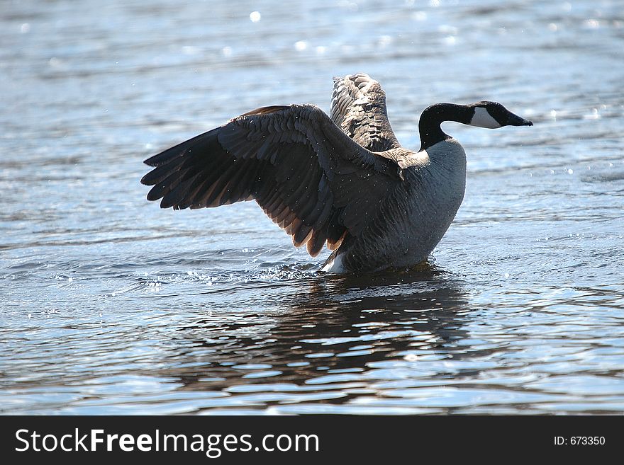 Goose on water close-up. Goose on water close-up