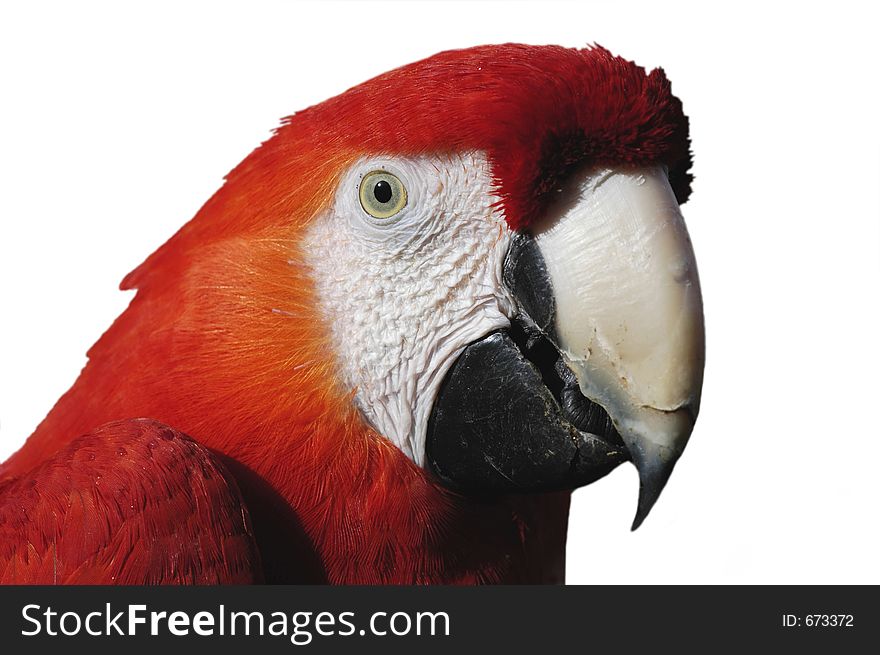 Macaw Detail