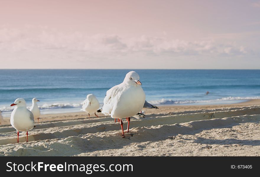 Seagull on the beach at sunrise. Seagull on the beach at sunrise