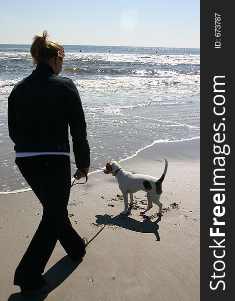 Beagle dog at the beach