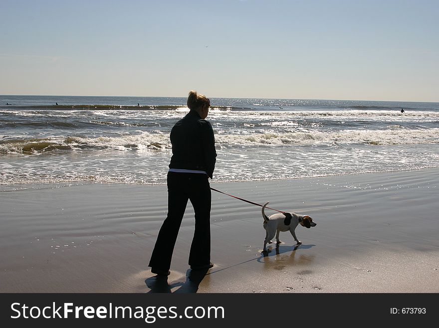 Beagle dog at the beach