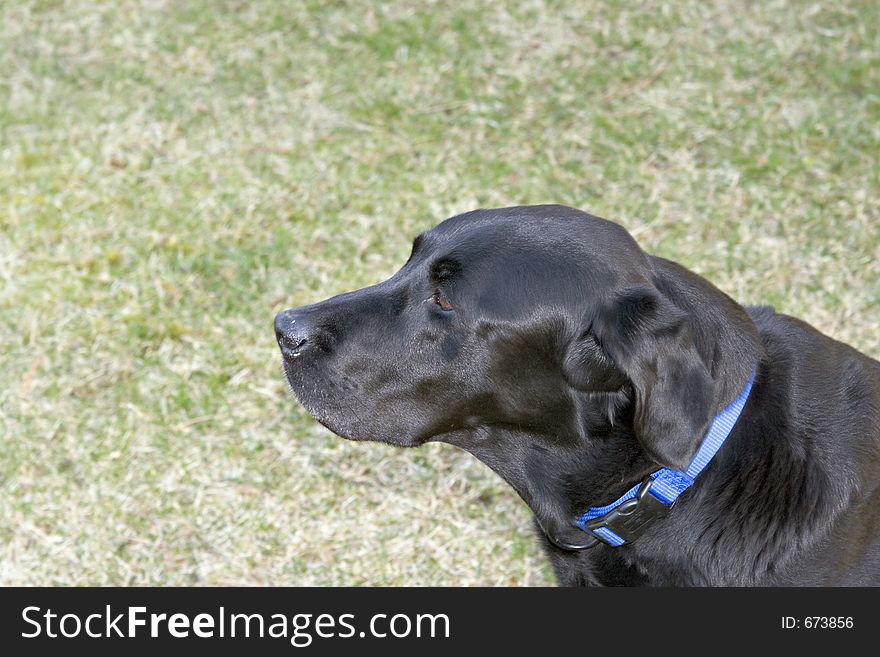 Black Lab