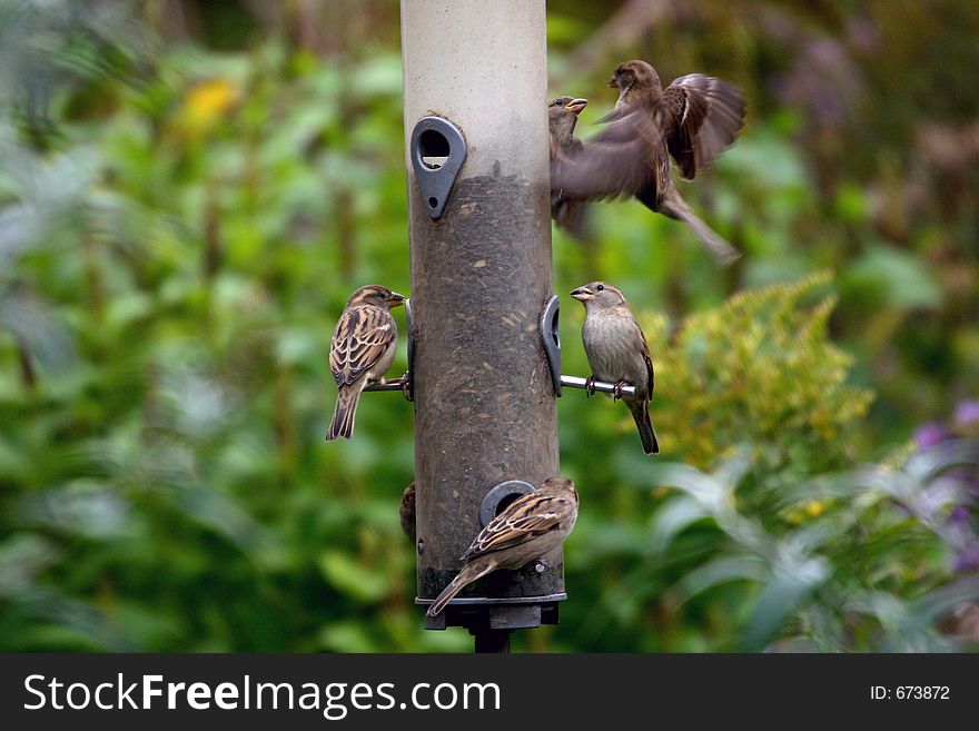 Small birds caught in the act of competition for feeding perches. Small birds caught in the act of competition for feeding perches