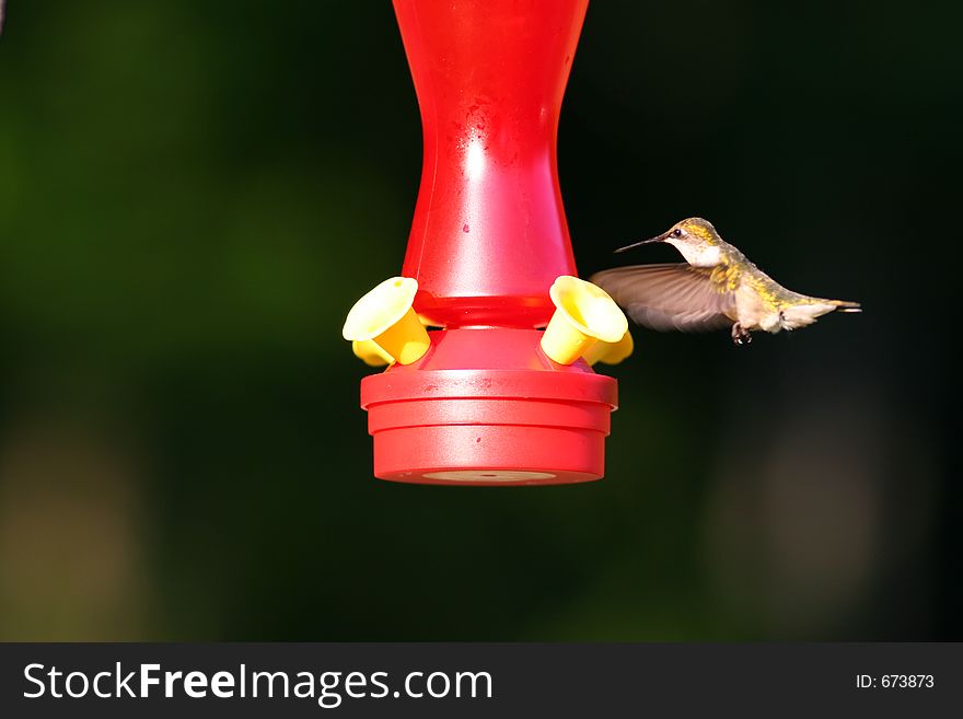 Hummingbird with wings in forward position. Hummingbird with wings in forward position