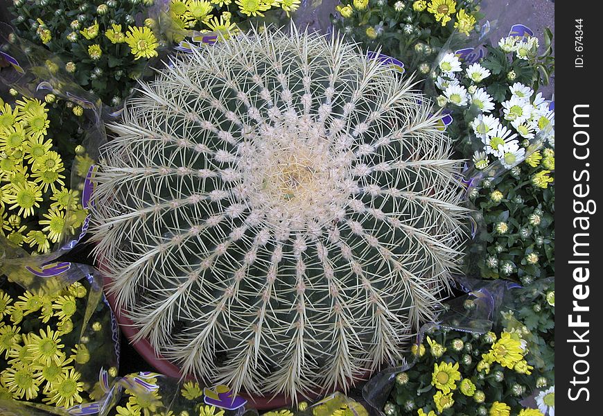 Large cactus sourounded by flowers