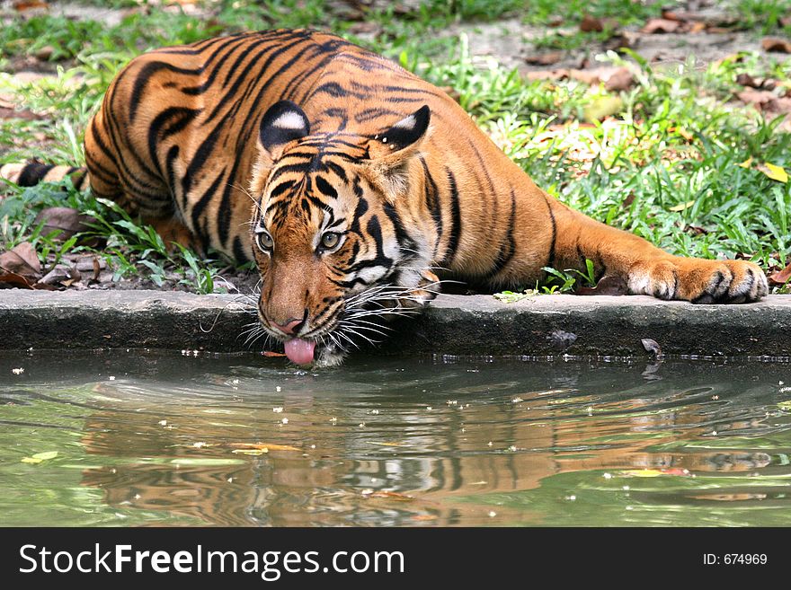 Tiger taking a refreshing drink from a river moat to cool off. Tiger taking a refreshing drink from a river moat to cool off