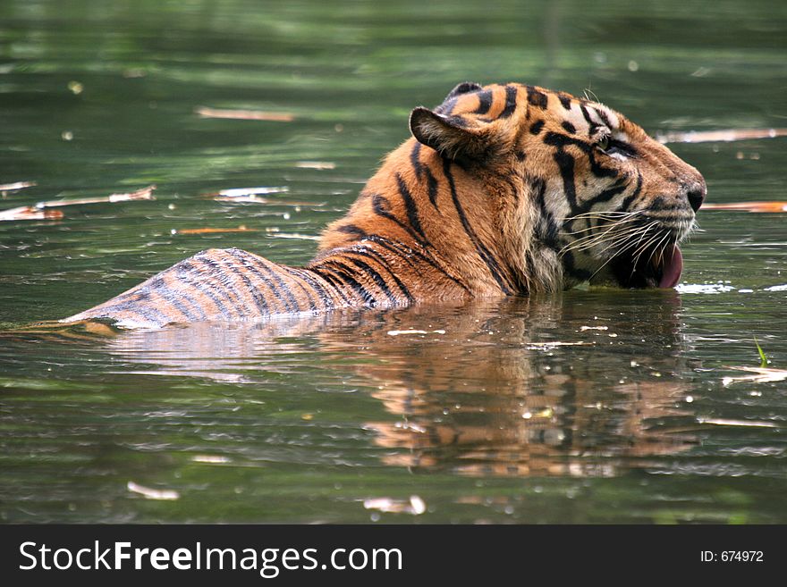 Tiger taking a swim in a river moat to cool off. Tiger taking a swim in a river moat to cool off