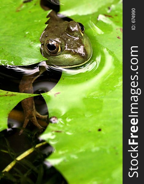 Frog popping it head out between some lily leaves from underwater. Frog popping it head out between some lily leaves from underwater.