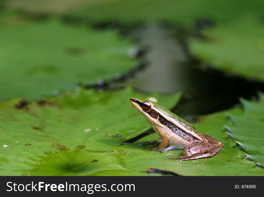 Small striped frog sitting on top of a floating lily leaf, basking in the air
