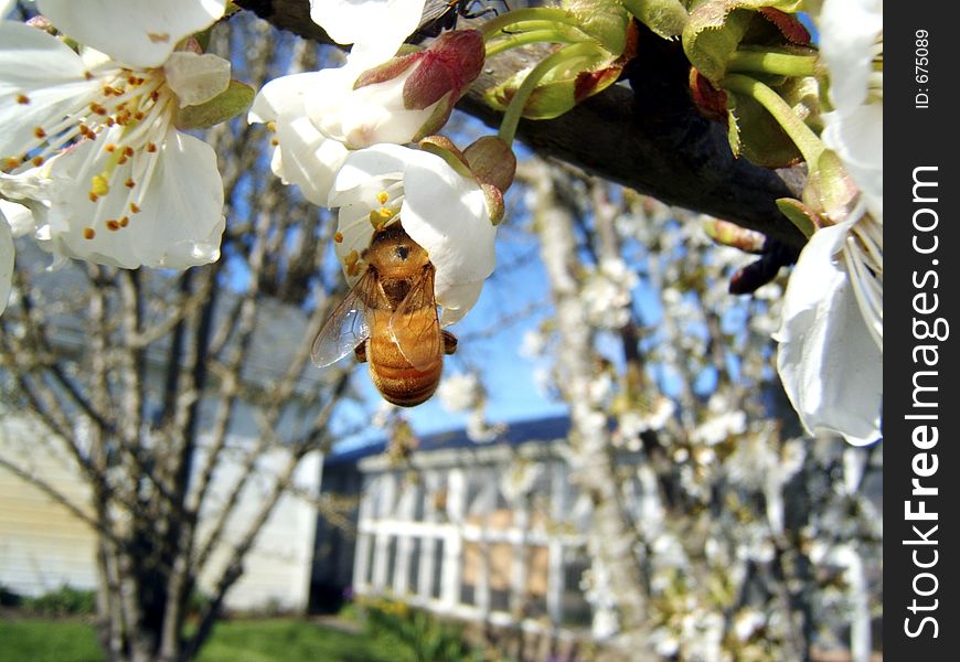 Bee searching for pollen in a cherry tree spring time. Bee searching for pollen in a cherry tree spring time