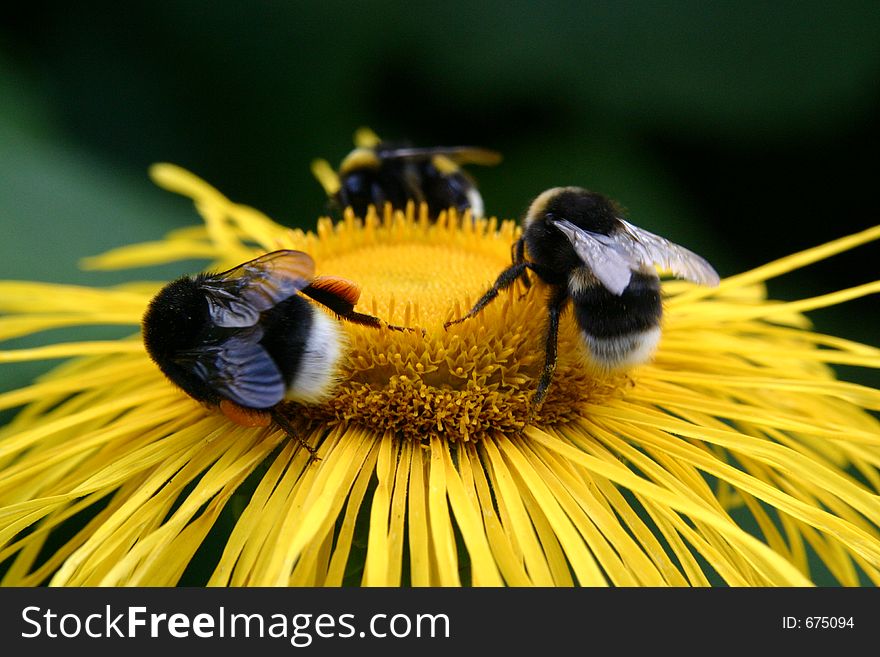 Three bumblebee gather nectar on the flower. Three bumblebee gather nectar on the flower