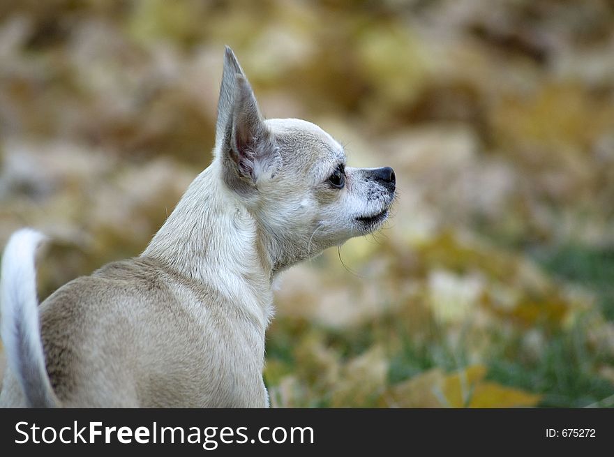 Little chihuahua barking. Little chihuahua barking