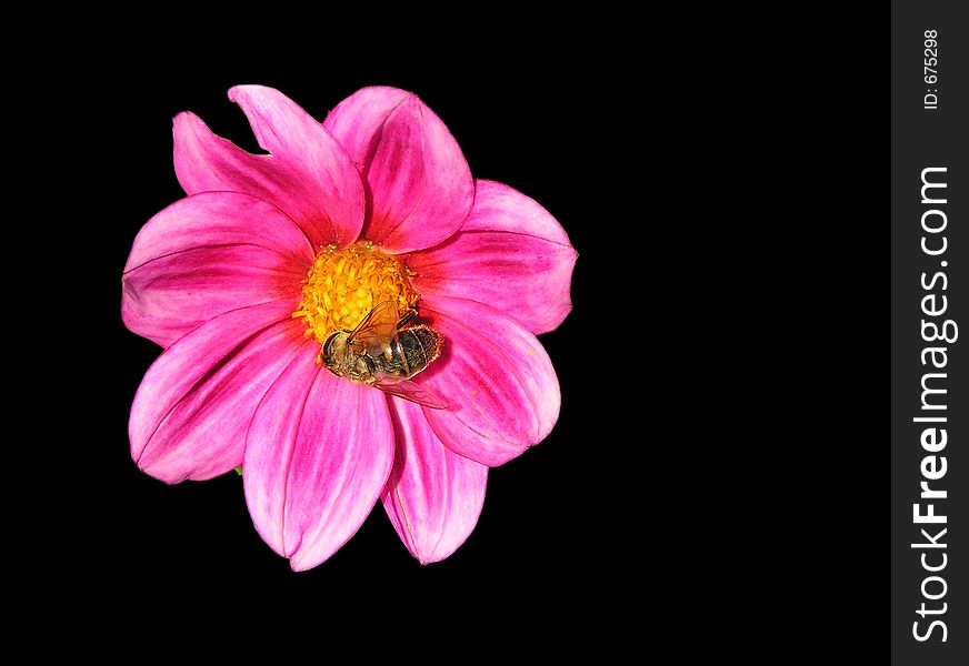 Red flower on black background