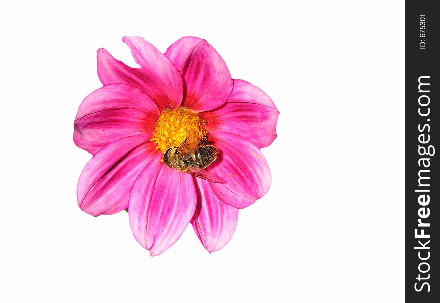 Red flower on white background