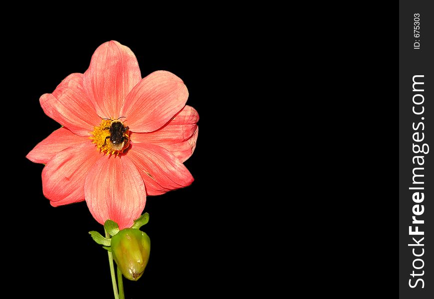 Red flower on the black background
