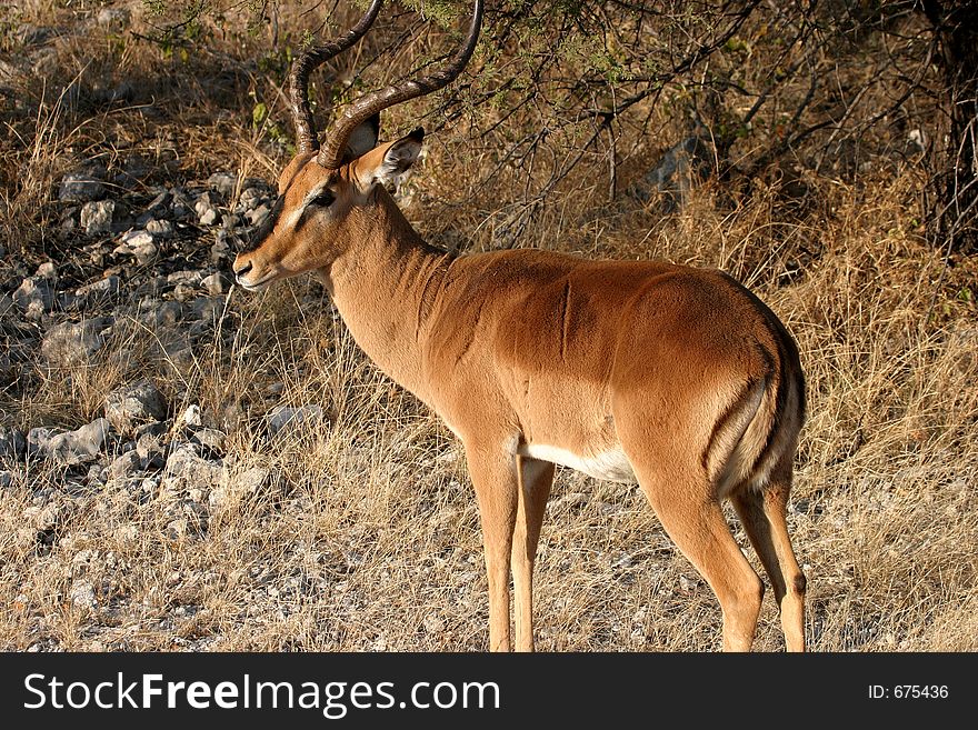 Black-faced Impala in Etosha National Park Namibia. Black-faced Impala in Etosha National Park Namibia