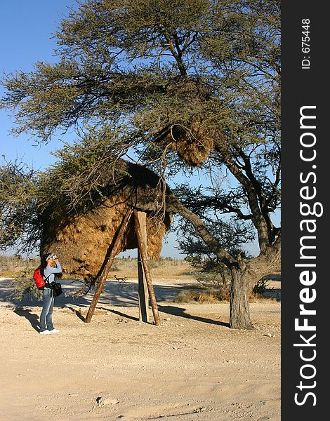 A female photographer shooting in Namibia. A female photographer shooting in Namibia