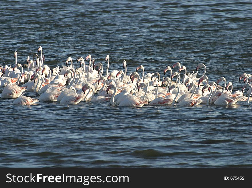 Flamingos in Walvis Bay Namibia