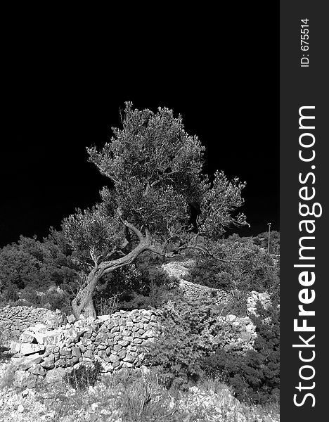 Infrared photo. Tree in Croatia