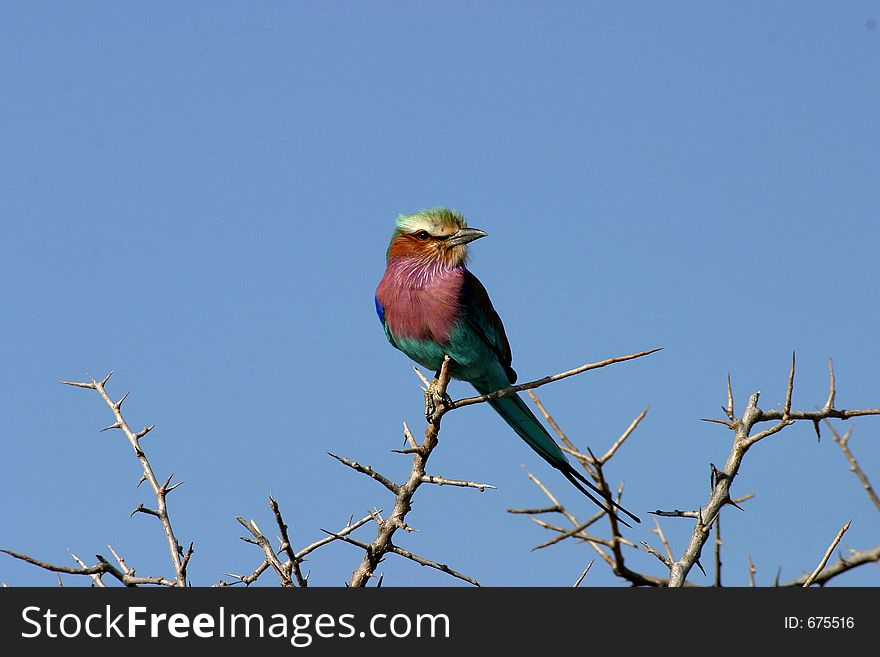 A Lilac-Breasted Roller perched in an acacia tree in Namibia, Africa. A Lilac-Breasted Roller perched in an acacia tree in Namibia, Africa