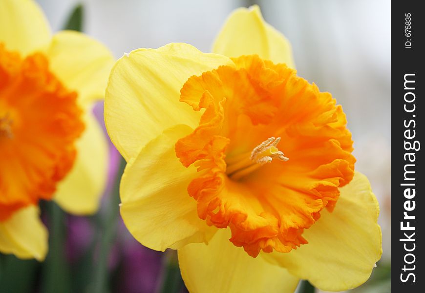 Yellow orange daffodils