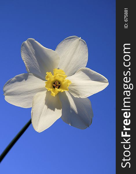 Solo image of daffodil with blue sky background. Solo image of daffodil with blue sky background