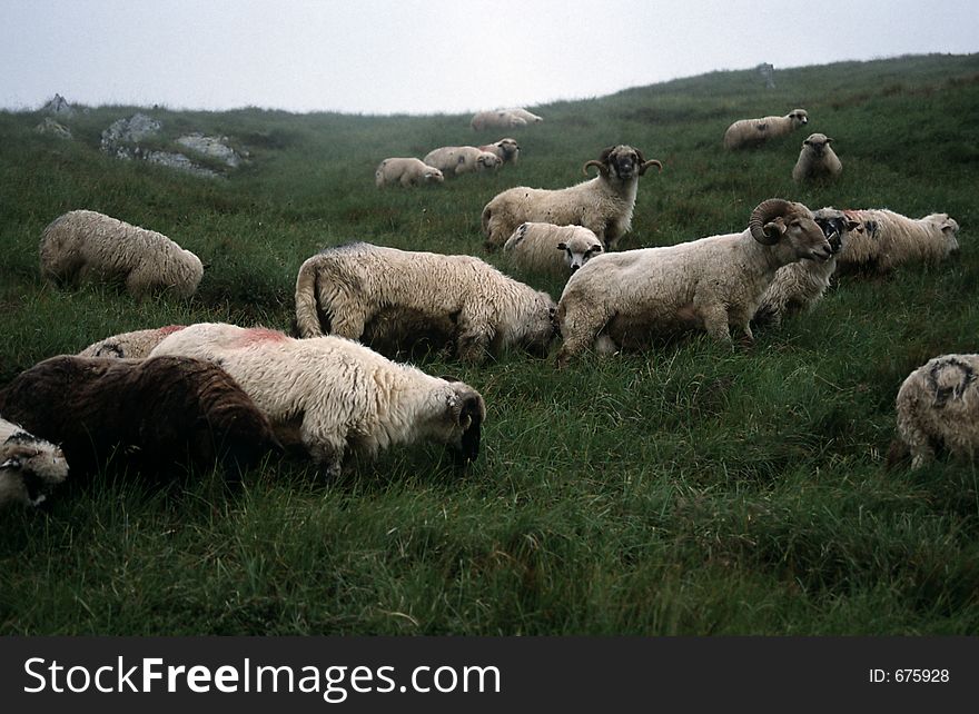 Flock of sheep on a pasture in the Romanian Carpathian mountains.