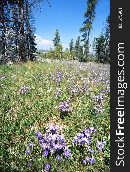 Flowery summertime meadow in Yellowstone national park. Flowery summertime meadow in Yellowstone national park