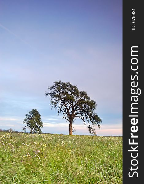 Springtime meadow in the evening