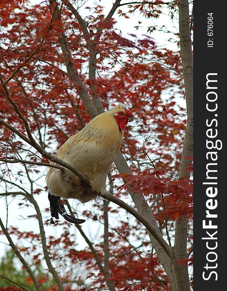 Hen sitting on a Japanese red leaf maple. Hen sitting on a Japanese red leaf maple