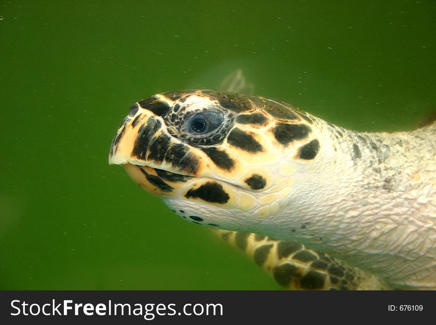 Eretmochelys imbricata type turtle. Eretmochelys imbricata type turtle