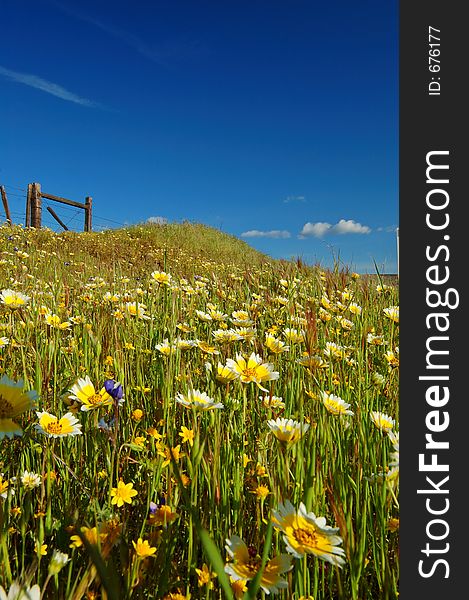 Springtime Meadow